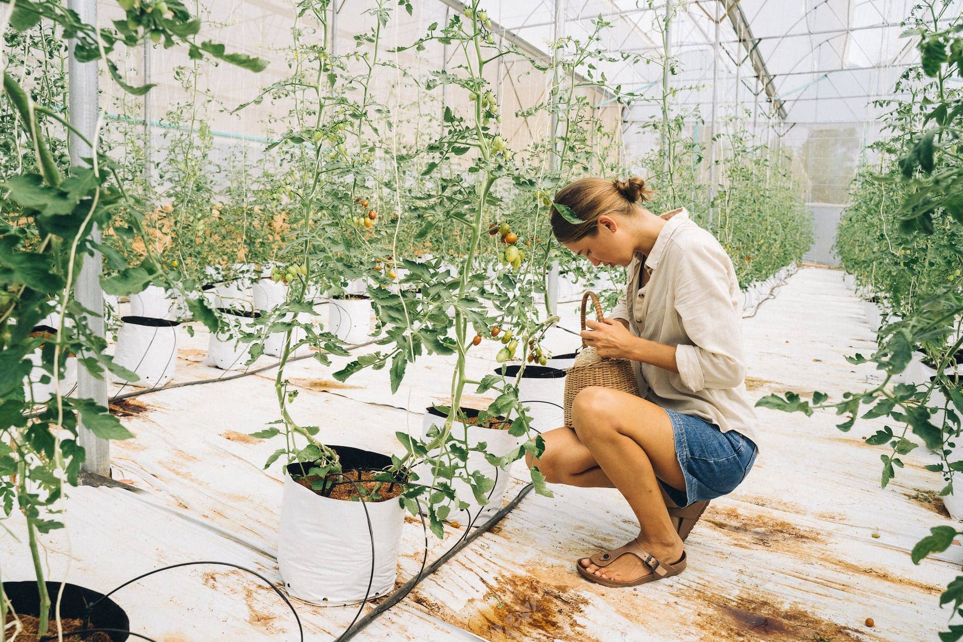 woman in beige long sleeve shirt and blue denim shorts sitting beside tomato plants