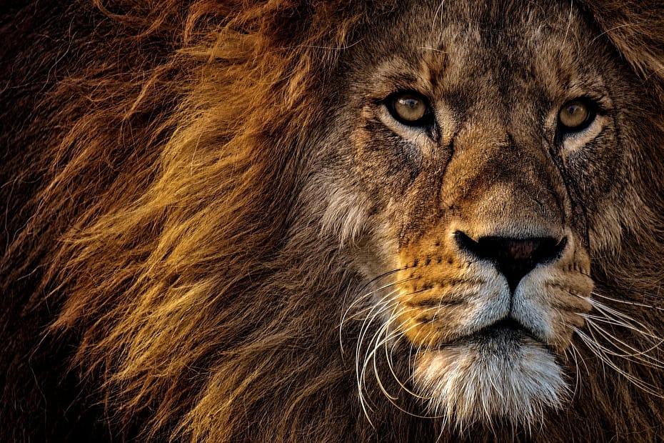 close up photo of lion s head